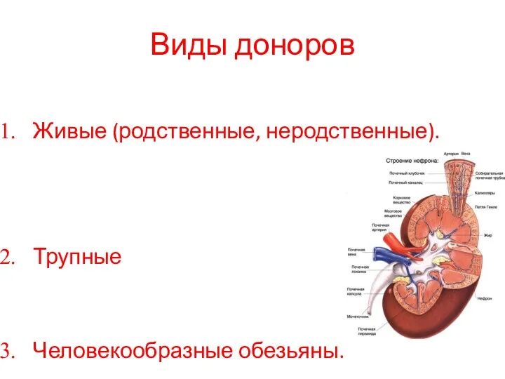 Виды доноров Живые (родственные, неродственные). Трупные Человекообразные обезьяны.