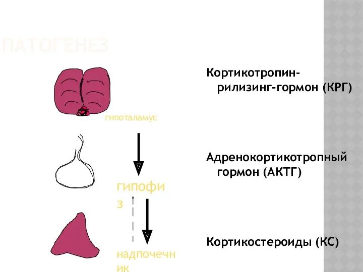 ПАТОГЕНЕЗ Кортикотропин- рилизинг-гормон (КРГ) Адренокортикотропный гормон (АКТГ) Кортикостероиды (КС) гипоталамус гипофиз надпочечник