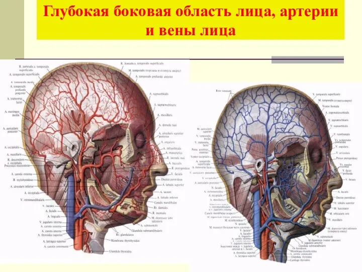 Глубокая боковая область лица, артерии и вены лица