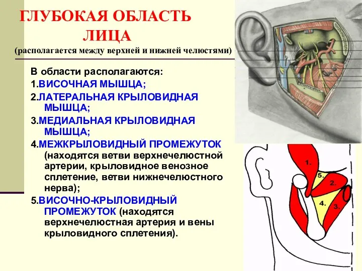 ГЛУБОКАЯ ОБЛАСТЬ ЛИЦА (располагается между верхней и нижней челюстями) В