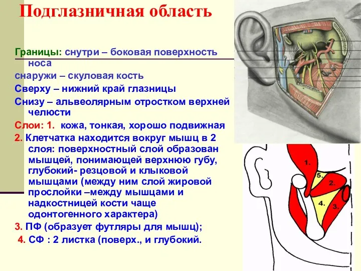 Подглазничная область Границы: снутри – боковая поверхность носа снаружи –