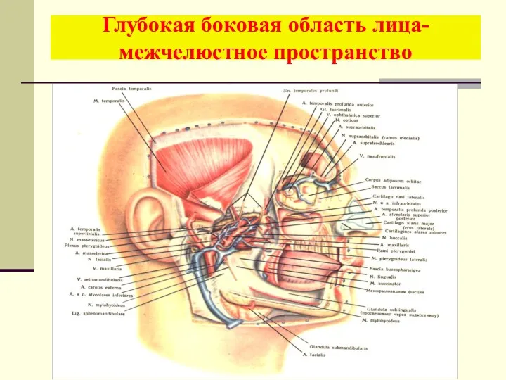 Глубокая боковая область лица- межчелюстное пространство