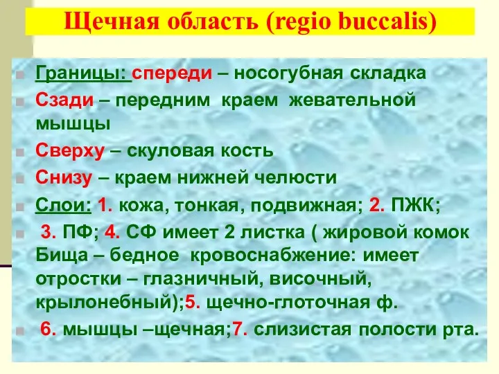 Щечная область (regio buccalis) Границы: спереди – носогубная складка Сзади