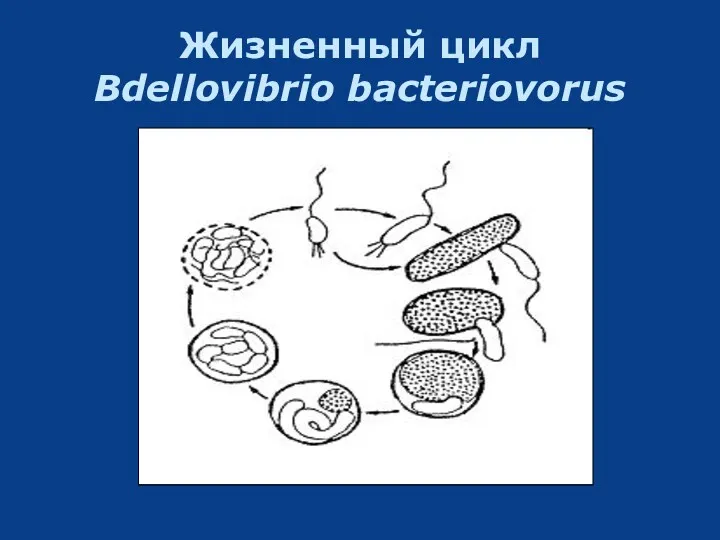 Жизненный цикл Bdellovibrio bacteriovorus