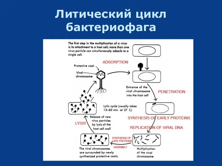 Литический цикл бактериофага