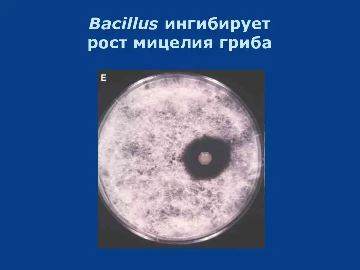 Bacillus ингибирует рост мицелия гриба