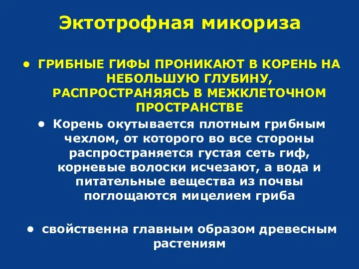 Эктотрофная микориза ГРИБНЫЕ ГИФЫ ПРОНИКАЮТ В КОРЕНЬ НА НЕБОЛЬШУЮ ГЛУБИНУ,