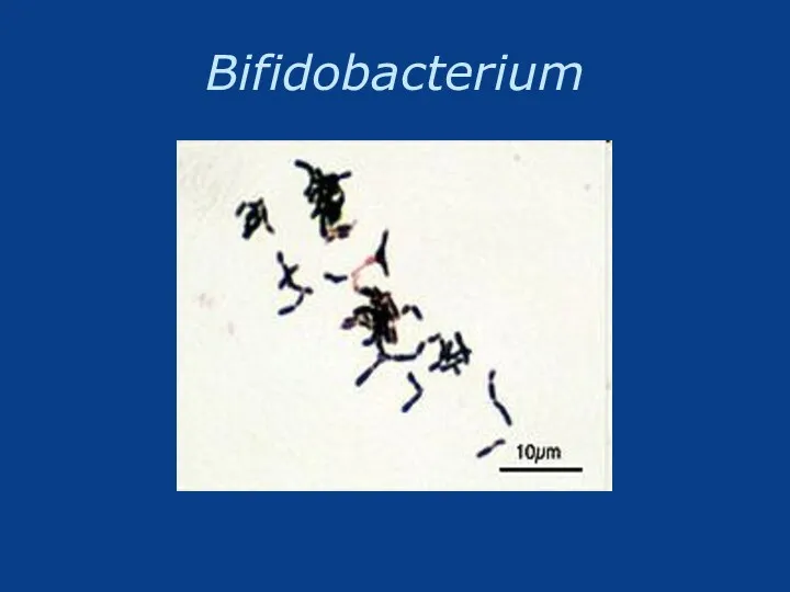 Bifidobacterium