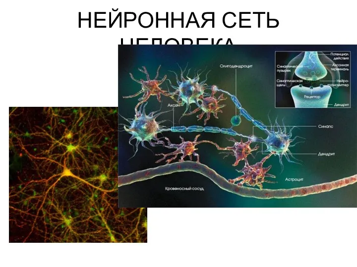 НЕЙРОННАЯ СЕТЬ ЧЕЛОВЕКА