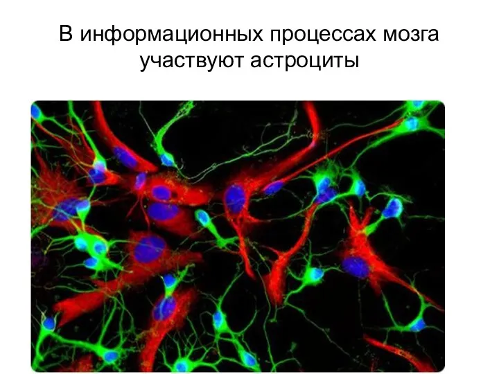 В информационных процессах мозга участвуют астроциты