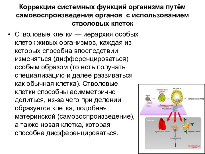 Коррекция системных функций организма путём самовоспроизведения органов с использованием стволовых клеток Стволовые клетки