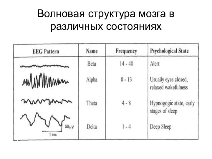 Волновая структура мозга в различных состояниях