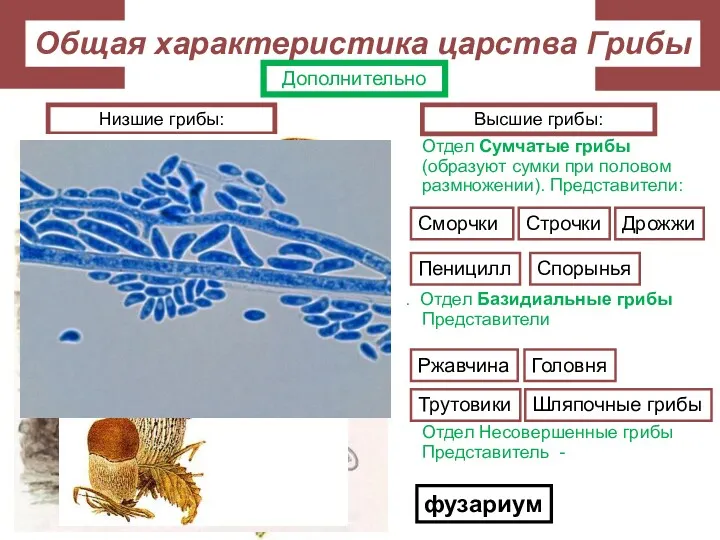 Низшие грибы: Зигомицеты. Представитель – мукор, белая, или головчатая плесень.