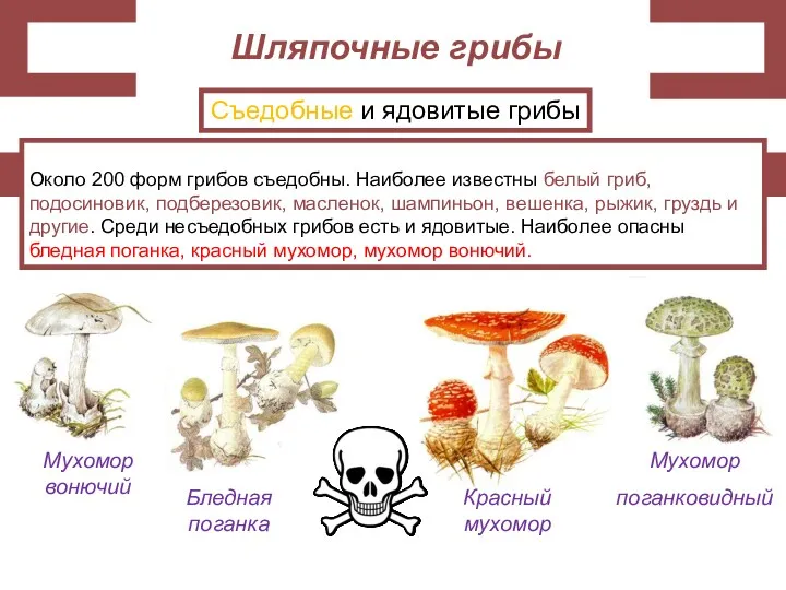 Около 200 форм грибов съедобны. Наиболее известны белый гриб, подосиновик,