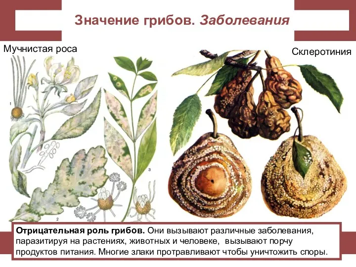 Значение грибов. Заболевания Отрицательная роль грибов. Они вызывают различные заболевания,