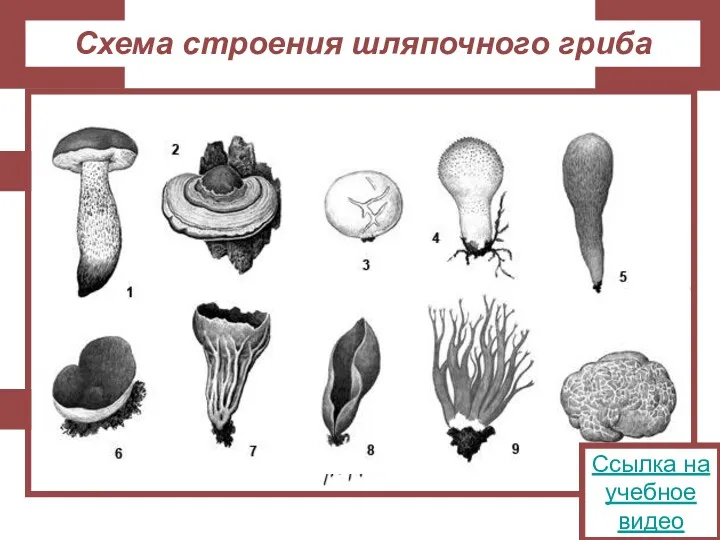 Ссылка на учебное видео Схема строения шляпочного гриба