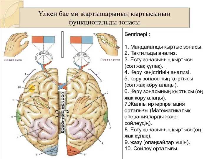 Белгілері : 1. Маңдайалды қыртыс зонасы. 2. Тактильды анализ. 3.