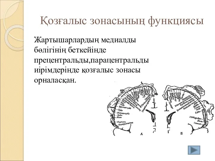 Қозғалыс зонасының функциясы Жартышарлардың медиалды бөлігінің беткейінде прецентральды,парацентральды иірімдерінде қозғалыс зонасы орналасқан.