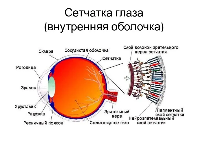 Сетчатка глаза (внутренняя оболочка)