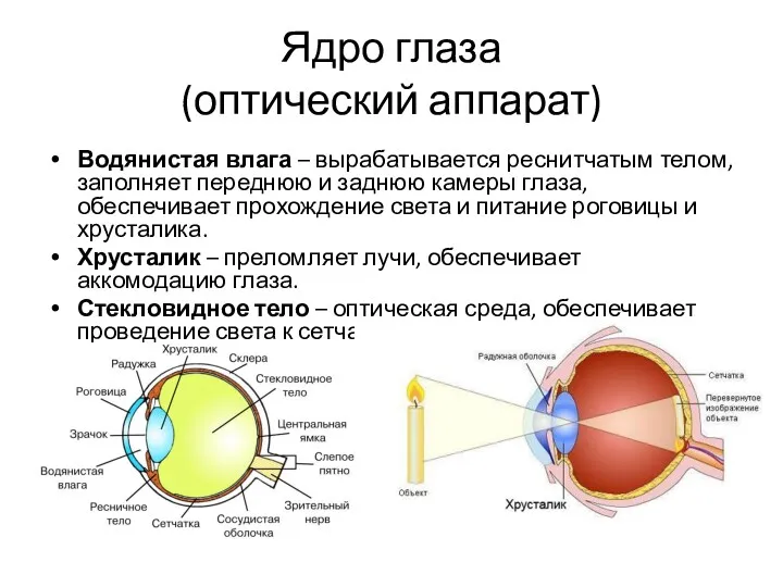 Ядро глаза (оптический аппарат) Водянистая влага – вырабатывается реснитчатым телом,