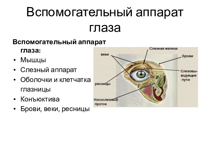 Вспомогательный аппарат глаза Вспомогательный аппарат глаза: Мышцы Слезный аппарат Оболочки