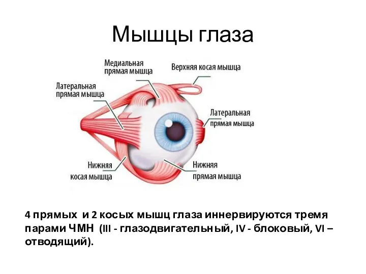 Мышцы глаза 4 прямых и 2 косых мышц глаза иннервируются