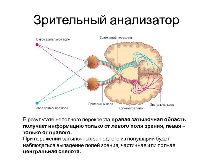 Зрительный анализатор В результате неполного перекреста правая затылочная область получает