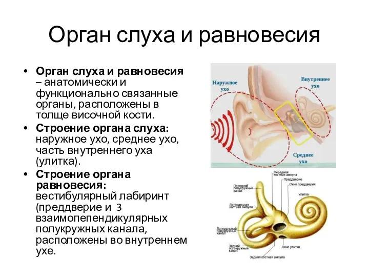 Орган слуха и равновесия Орган слуха и равновесия – анатомически