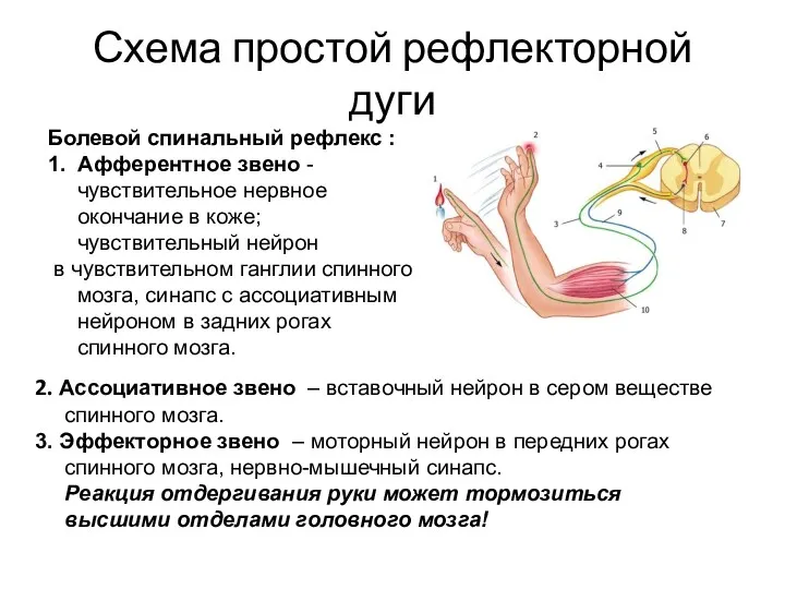 Схема простой рефлекторной дуги Болевой спинальный рефлекс : 1. Афферентное