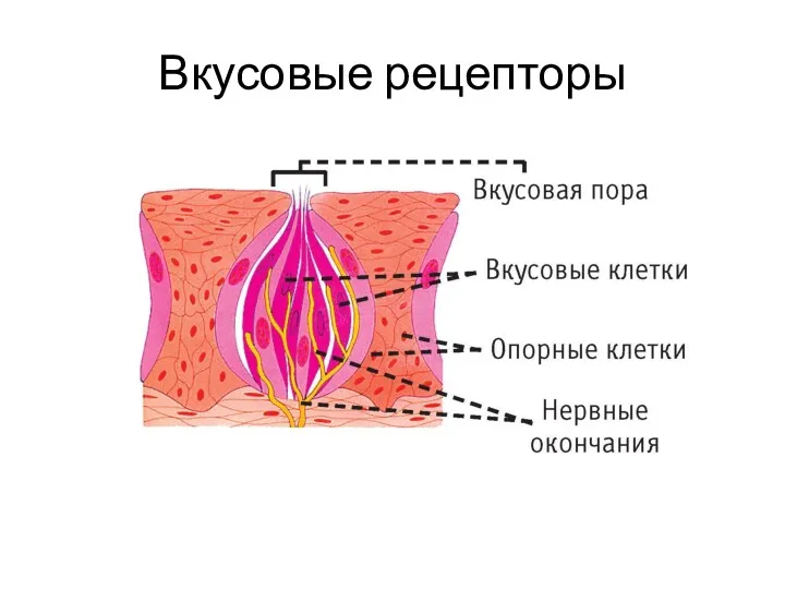 Вкусовые рецепторы