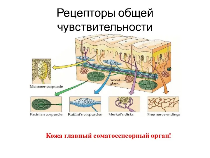 Рецепторы общей чувствительности Кожа главный соматосенсорный орган!