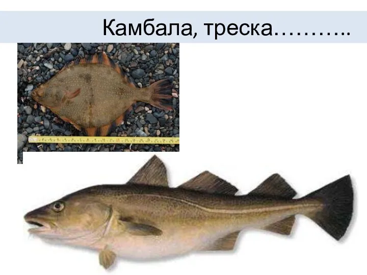 Камбала, треска………..