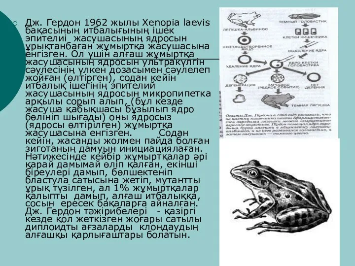 Дж. Гердон 1962 жылы Xenopia laevis бақасының итбалығының ішек эпителиі