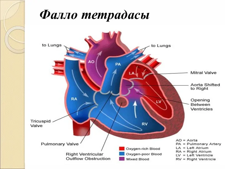 Фалло тетрадасы