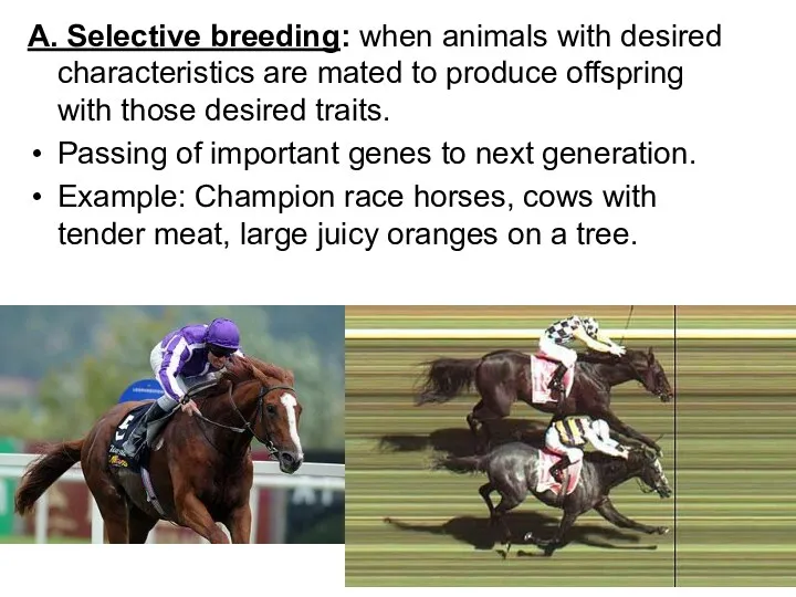 A. Selective breeding: when animals with desired characteristics are mated