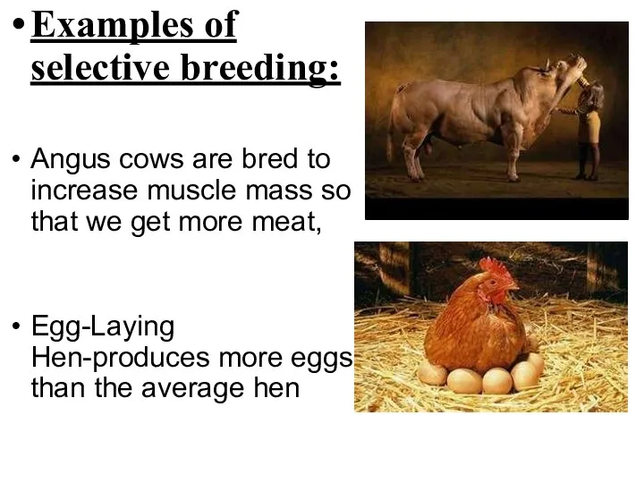 Examples of selective breeding: Angus cows are bred to increase