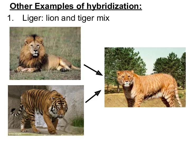 Other Examples of hybridization: Liger: lion and tiger mix
