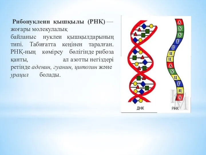 Рибонуклеин қышқылы (РНҚ) — жоғары молекулалық байланыс нуклеи қышқылдарының типі.