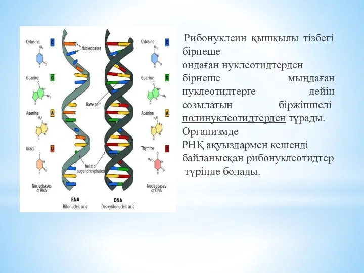 Рибонуклеин қышқылы тізбегі бірнеше ондаған нуклеотидтерден бірнеше мыңдаған нуклеотидтерге дейін