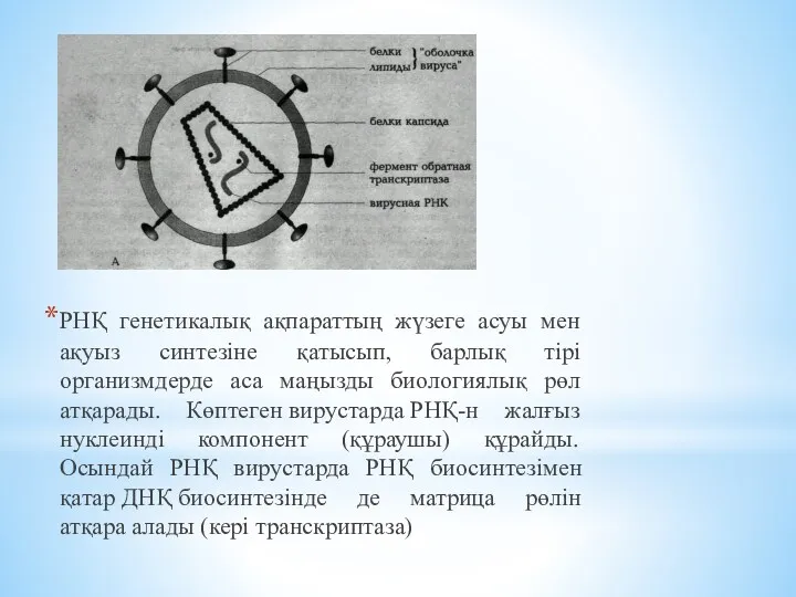 РНҚ генетикалық ақпараттың жүзеге асуы мен ақуыз синтезіне қатысып, барлық