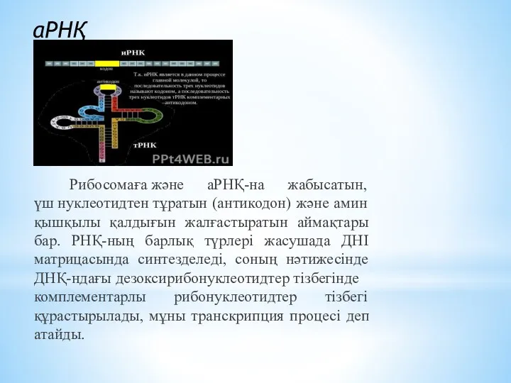 Рибосомаға және аРНҚ-на жабысатын, үш нуклеотидтен тұратын (антикодон) және амин