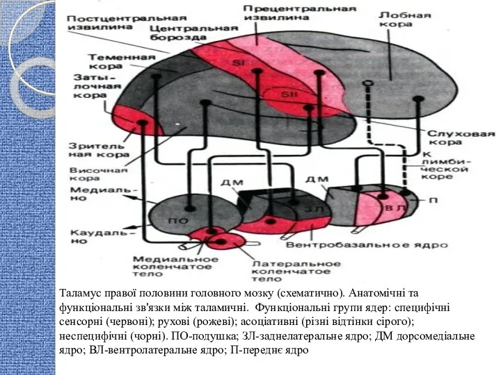 Таламус правої половини головного мозку (схематично). Анатомічні та функціональні зв'язки