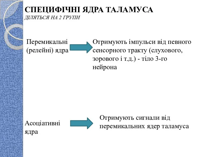 СПЕЦИФІЧНІ ЯДРА ТАЛАМУСА ДІЛЯТЬСЯ НА 2 ГРУПИ Перемикальні (релейні) ядра