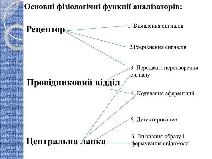 Основні фізіологічні функції аналізаторів: 2.Розрізнення сигналів 3. Передача і перетворення