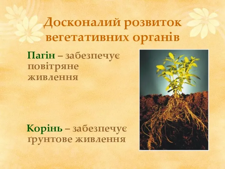 Досконалий розвиток вегетативних органів Пагін – забезпечує повітряне живлення Корінь – забезпечує ґрунтове живлення