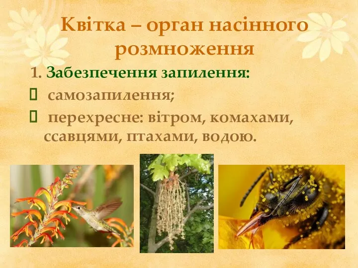 Квітка – орган насінного розмноження 1. Забезпечення запилення: самозапилення; перехресне: вітром, комахами, ссавцями, птахами, водою.