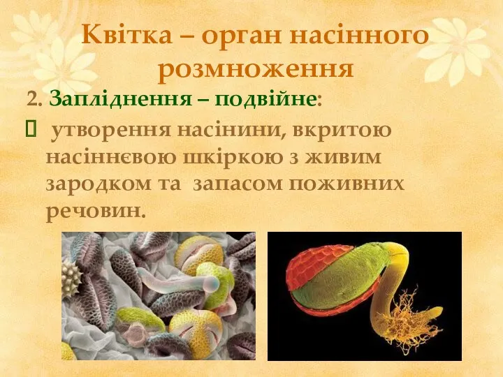 Квітка – орган насінного розмноження 2. Запліднення – подвійне: утворення