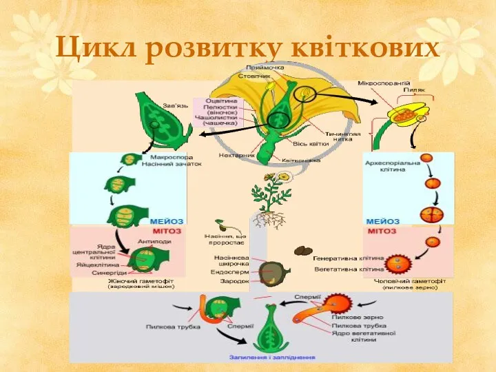 Цикл розвитку квіткових