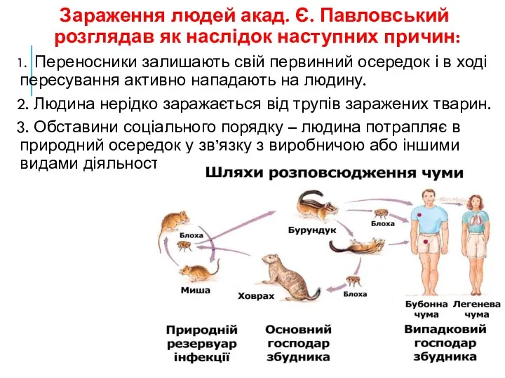 Зараження людей акад. Є. Павловський розглядав як наслідок наступних причин: