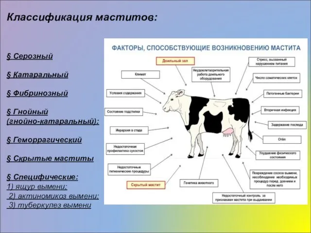 Классификация маститов: § Серозный § Катаральный § Фибринозный § Гнойный